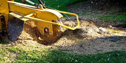 stump removal Adelaide Hills