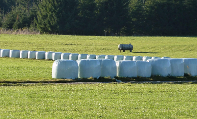 silage film